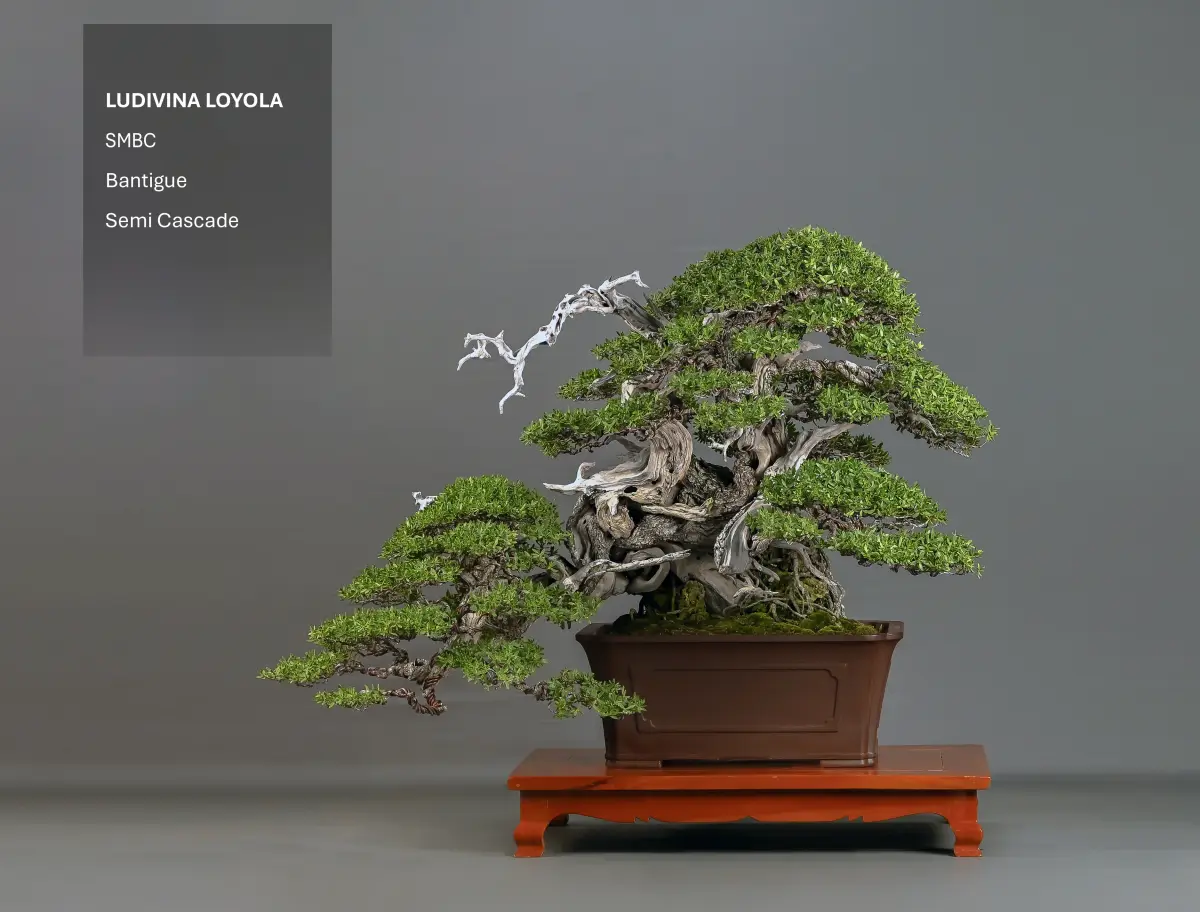 Bantigue, Semi Cascade by Ludivina Loyola
