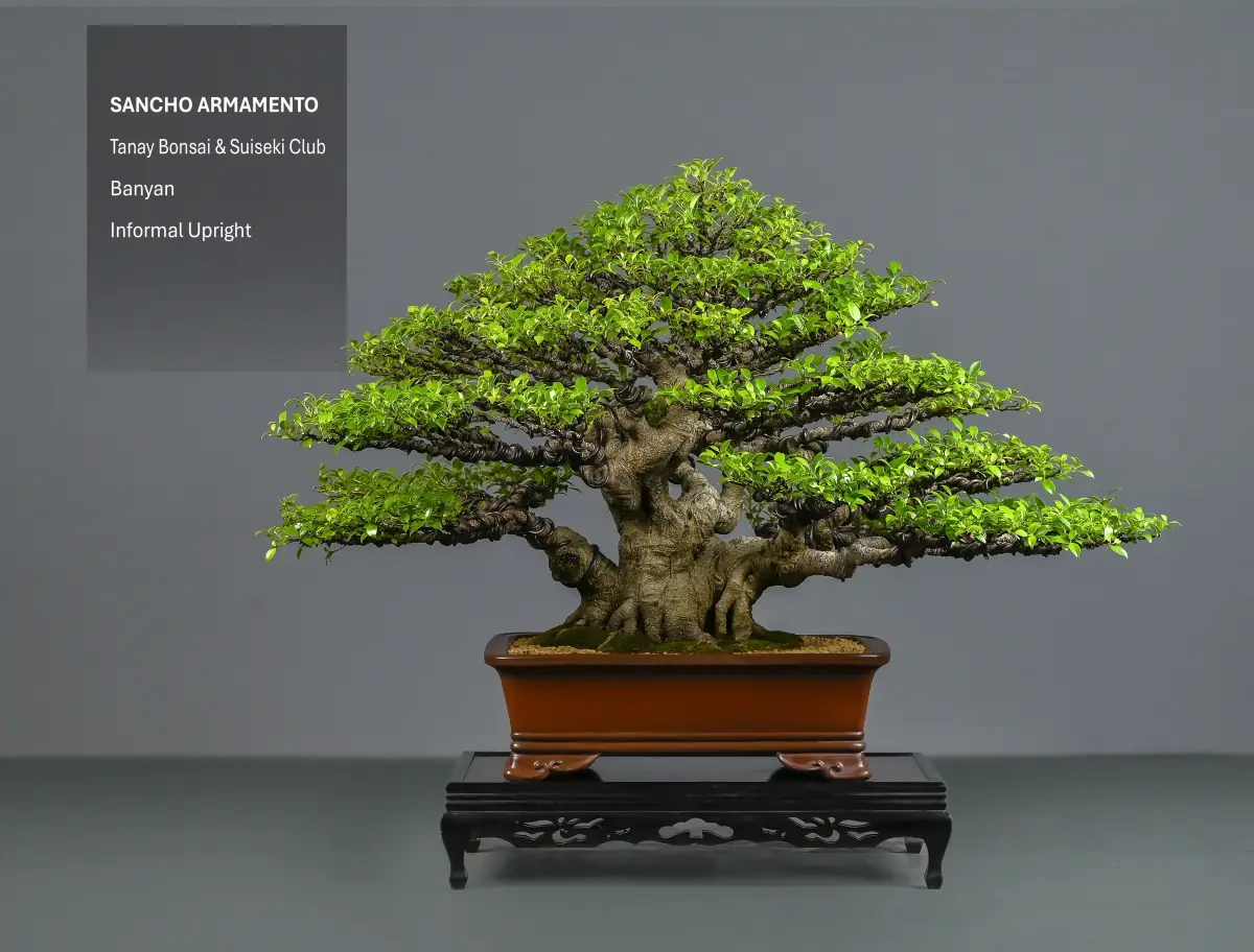 Banyan by Sancho Armamento