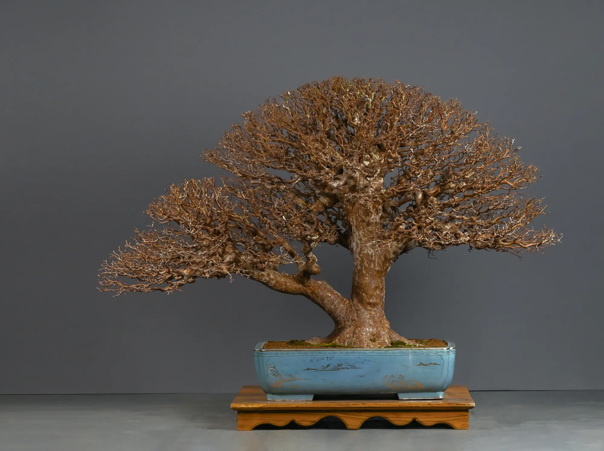 A featured Philippine bonsai resting in soft daylight