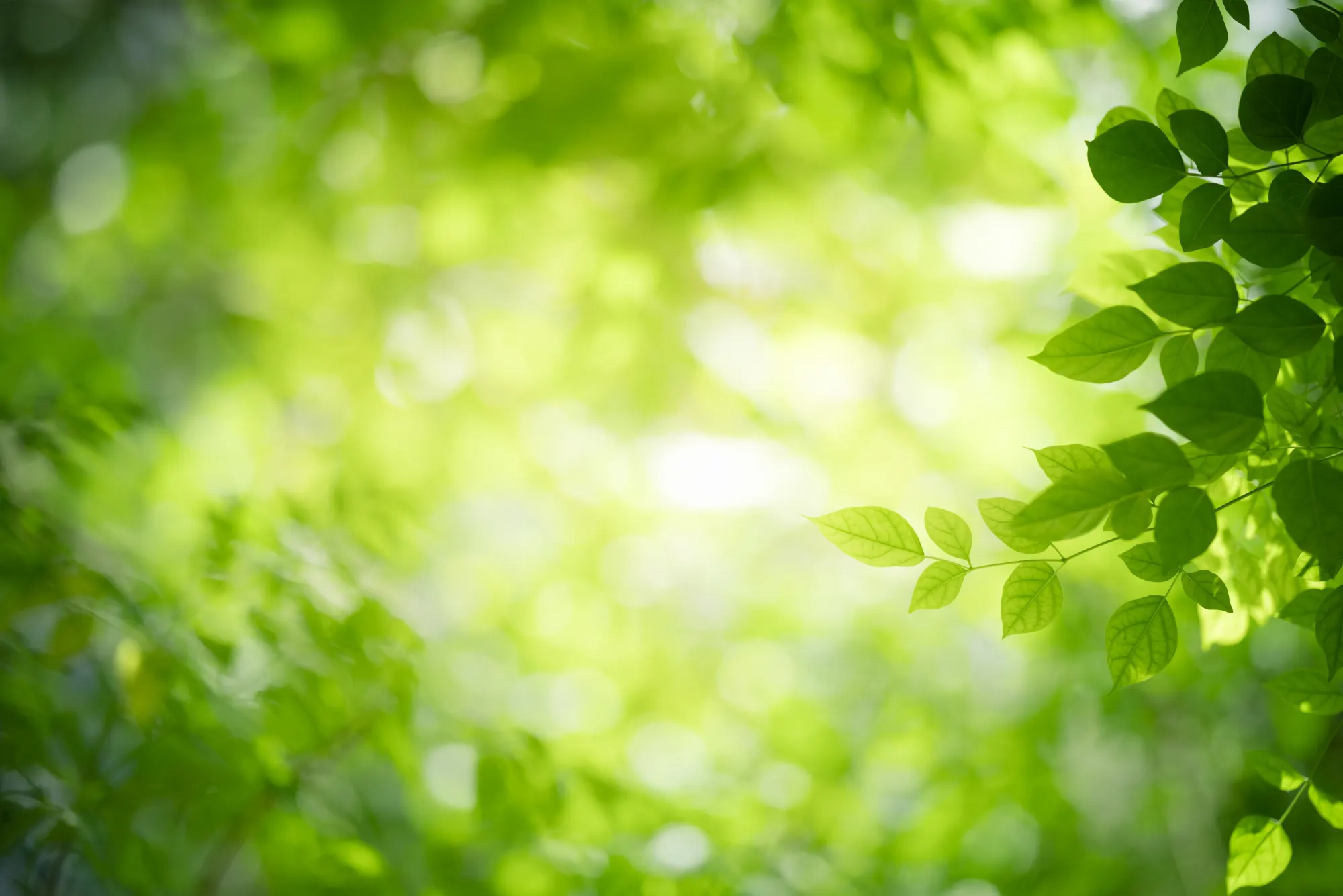 A bonsai landscape evoking quiet contemplation